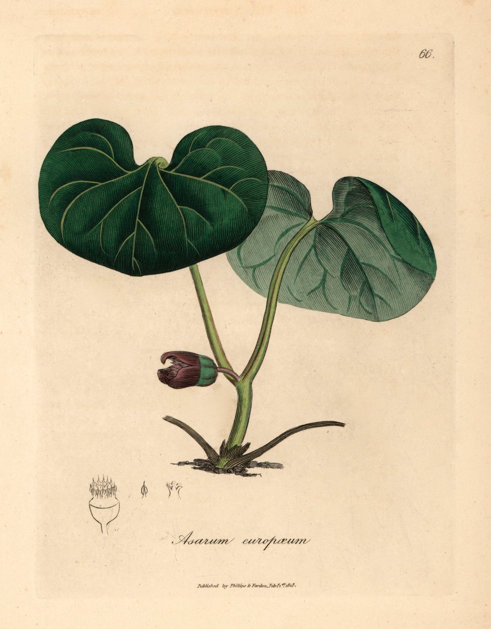 Fioletowe kwiaty asarabaki lub dziki imbir, Asarum europaeum, z botanicznej ilustracji autorstwa Jamesa Sowerby z William Woodville i Sir William Jackson Hooker
