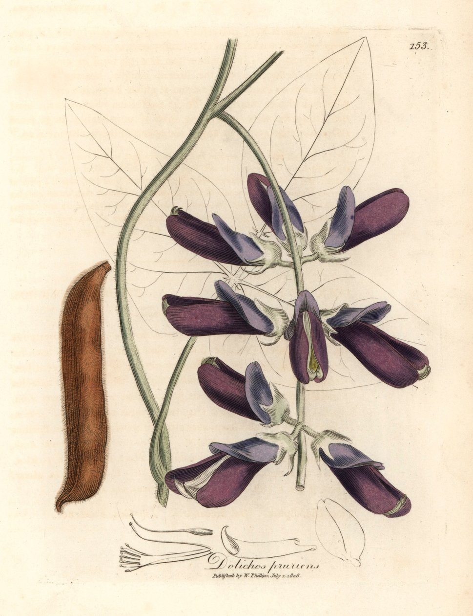 Dolichos krowie o fioletowych kwiatach, Dolichos pruriens, z botanicznej ilustracji autorstwa Jamesa Sowerby