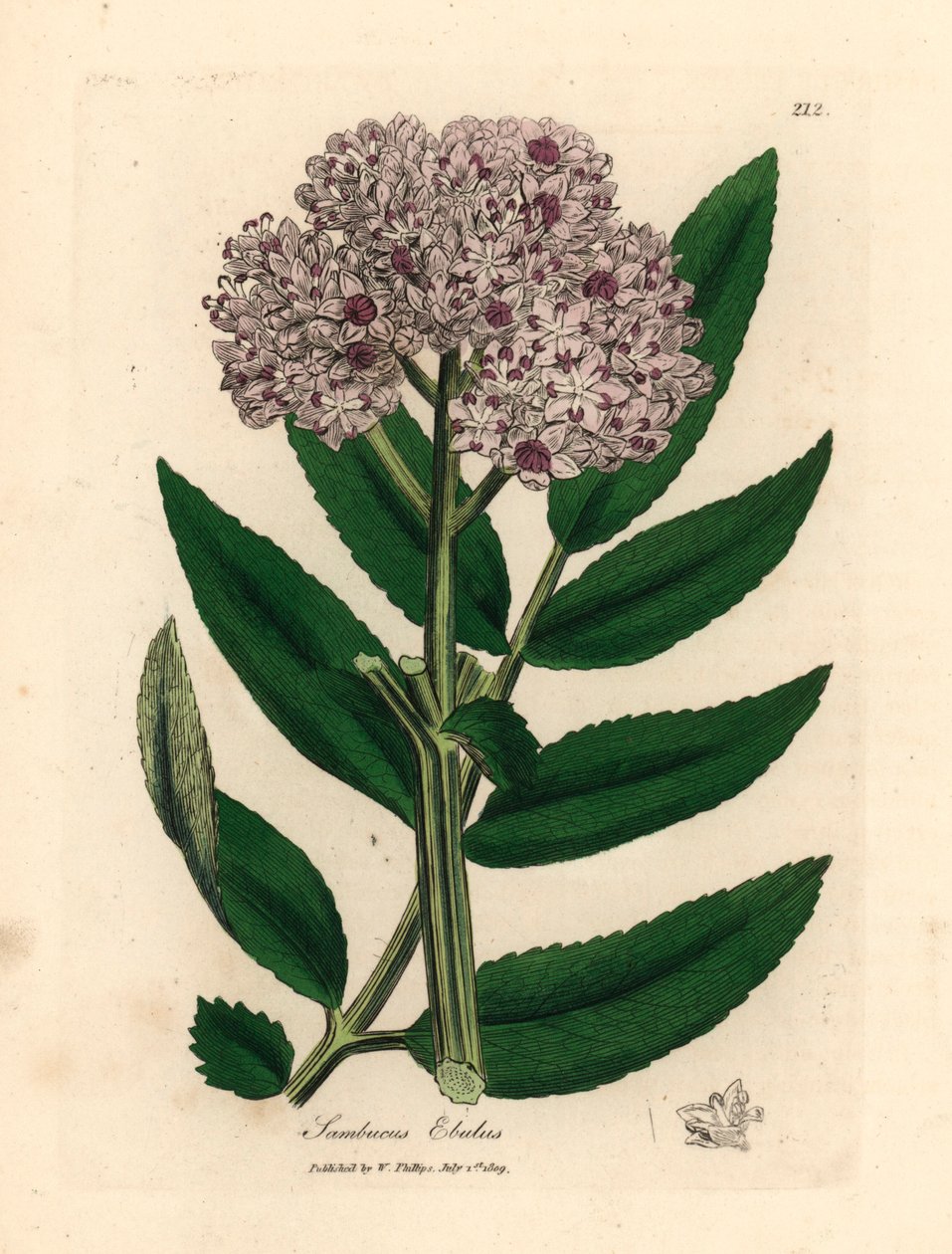 Fioletowy bz karłowaty, Sambucus ebulus, z botanicznej ilustracji autorstwa Jamesa Sowerby