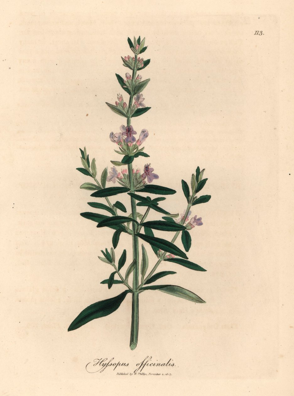 Hyzop o fioletowych kwiatach, Hyssopus officinalis, z botanicznej ilustracji autorstwa Jamesa Sowerby