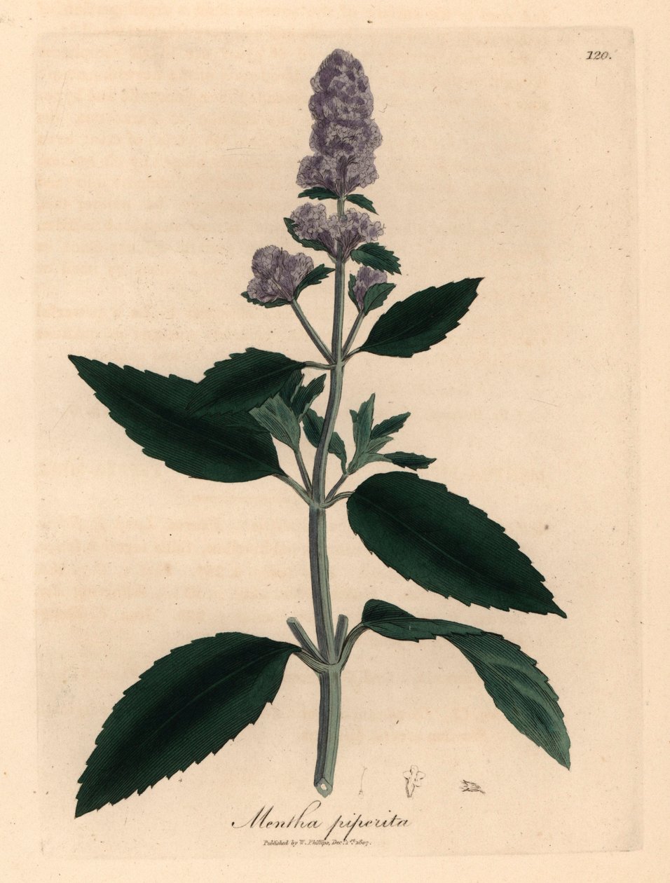 Mięta pieprzowa o fioletowych kwiatach, Mentha piperita, z botanicznej ilustracji autorstwa Jamesa Sowerby