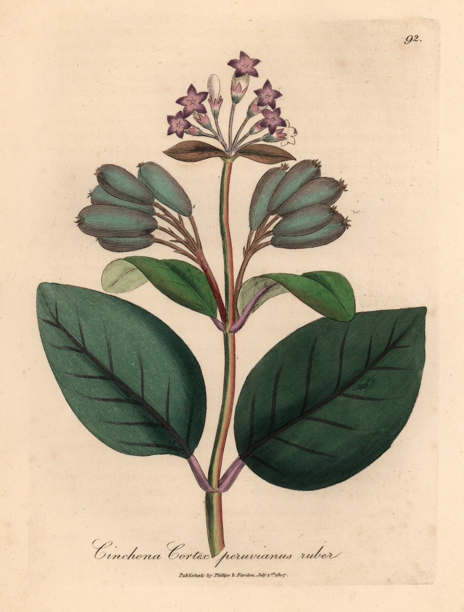 Kora peruwiańska o purpurowych kwiatach, Cinchona cortex peruvianus ruber, z botanicznej ilustracji autorstwa Jamesa Sowerby