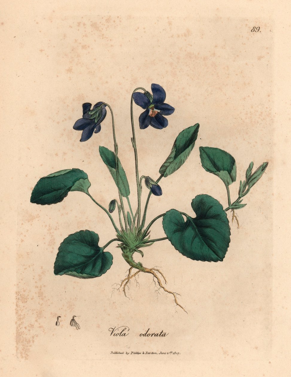 Słodki fiołek o fioletowych kwiatach, Viola odorata, z botanicznej ilustracji Jamesa Sowerby