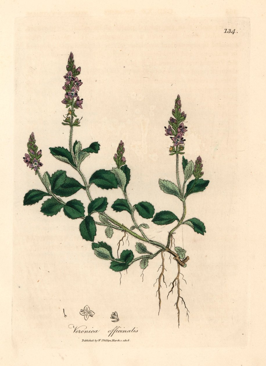 Veronica o fioletowych kwiatach, Veronica officinalis, z botanicznej ilustracji Jamesa Sowerby