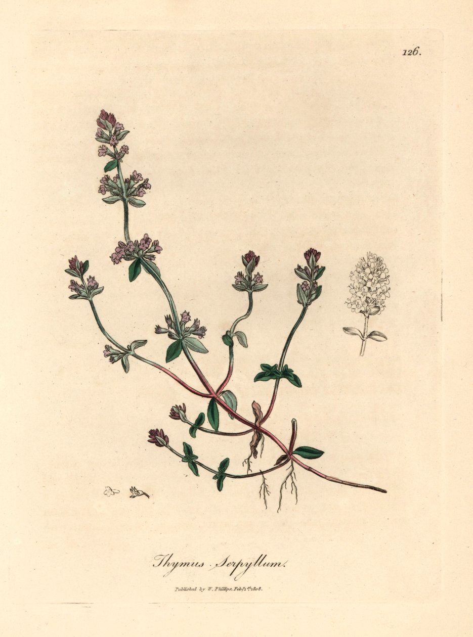 Tymianek dziki purpurowokwiatowy, Thymus serpyllum, z botanicznej ilustracji autorstwa Jamesa Sowerby
