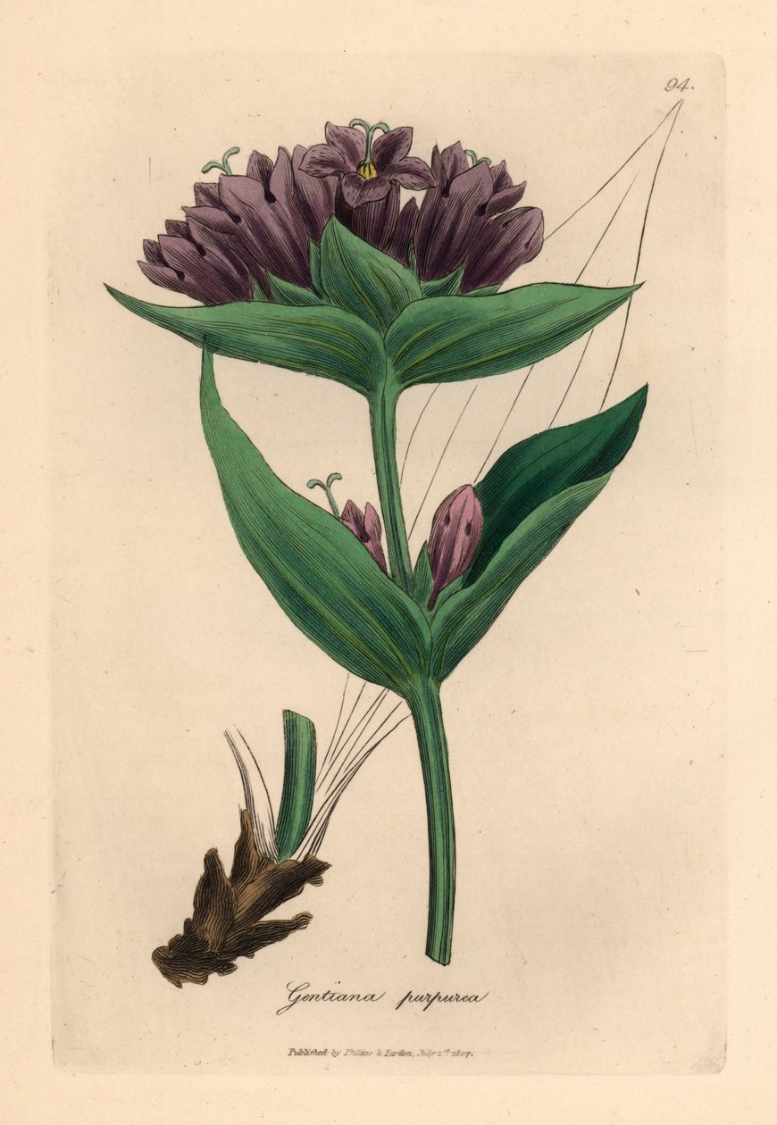 Purpurowa goryczka, Gentiana purpurea, z botanicznej ilustracji autorstwa Jamesa Sowerby