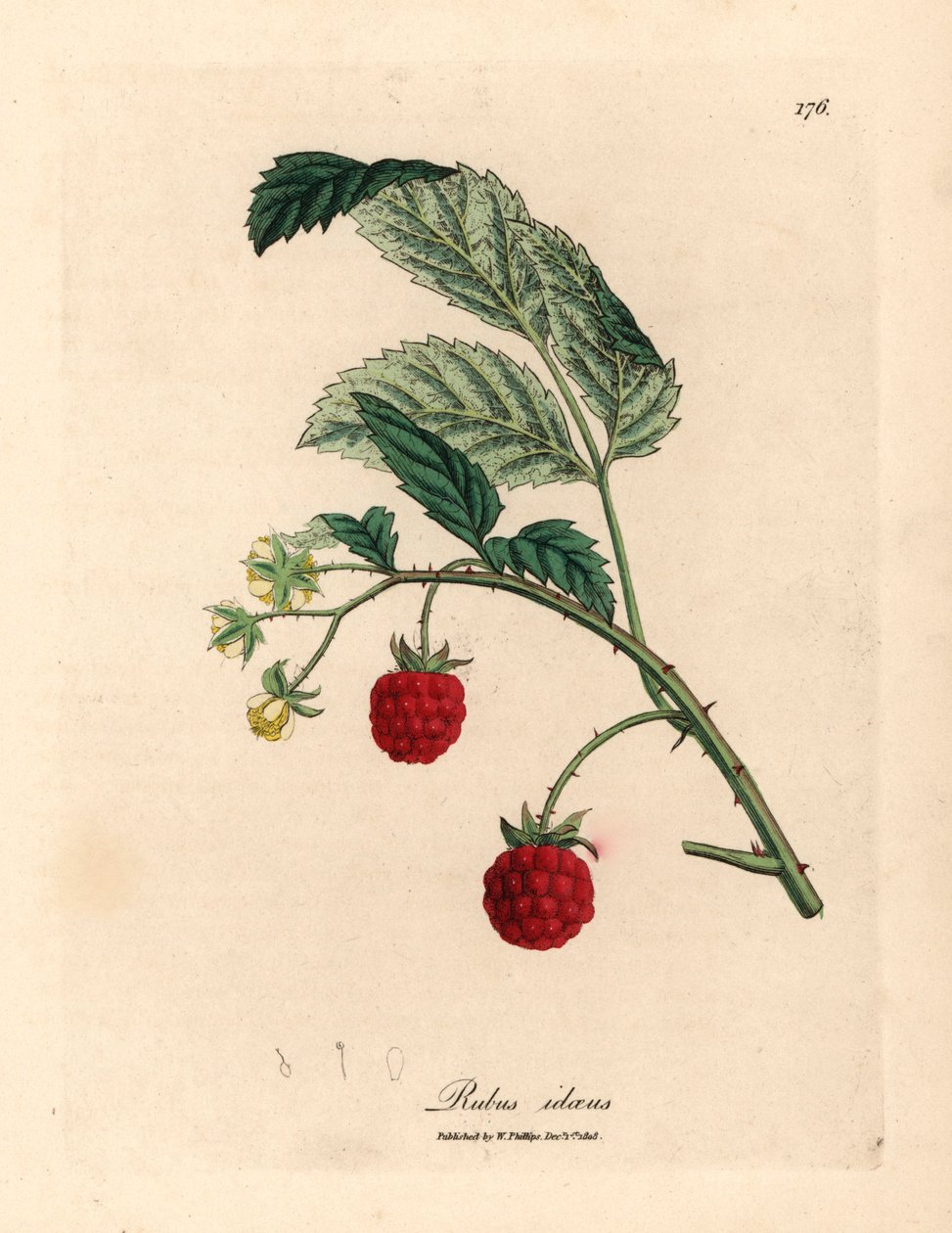 Malinowy krzew z dojrzałymi owocami i żółtymi kwiatami, Rubus idaeus, z botanicznej ilustracji Jamesa Sowerby