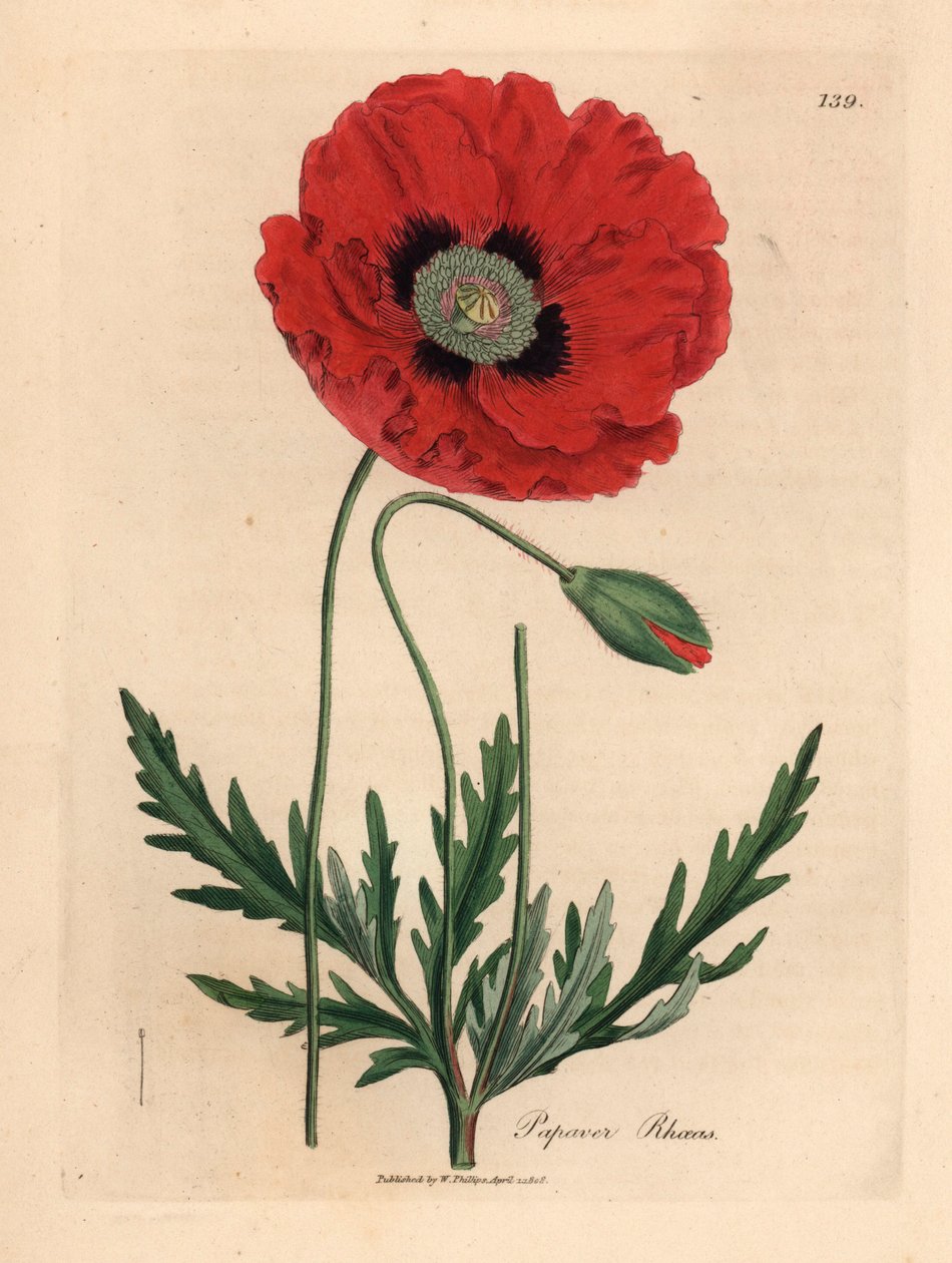 Mak czerwony lub kukurydziany, Papaver rhoeas, z ilustracji botanicznej autorstwa Jamesa Sowerby