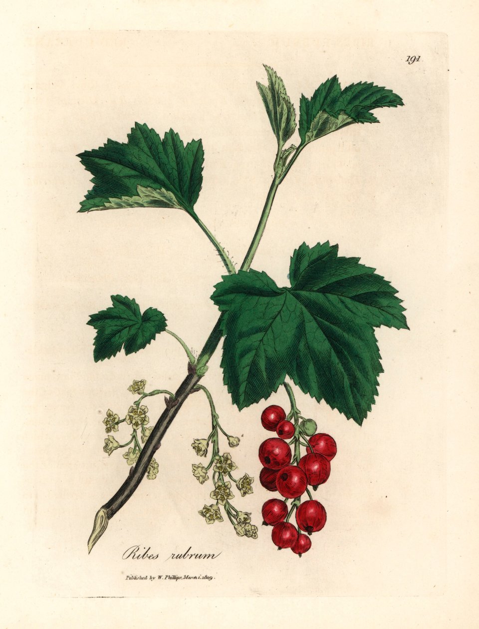 Porzeczka czerwona, Ribes rubrum, z botanicznej ilustracji Jamesa Sowerby