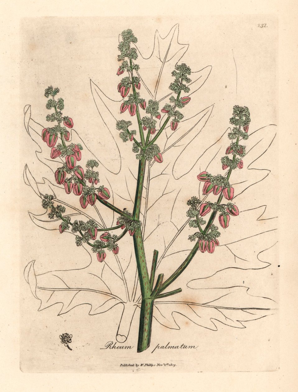 Kwiaty i łodyga rubbaru, zarys liścia, Rheum palmatum, z botanicznej ilustracji autorstwa Jamesa Sowerby