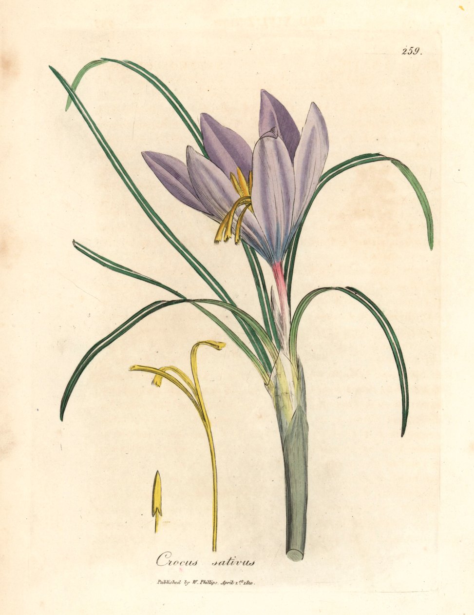 Szafran krokus, Crocus sativus, z botanicznej ilustracji Jamesa Sowerby
