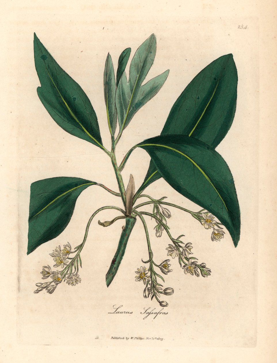 Drzewo Sassafras, Laurus sassafras, z botanicznej ilustracji Jamesa Sowerby