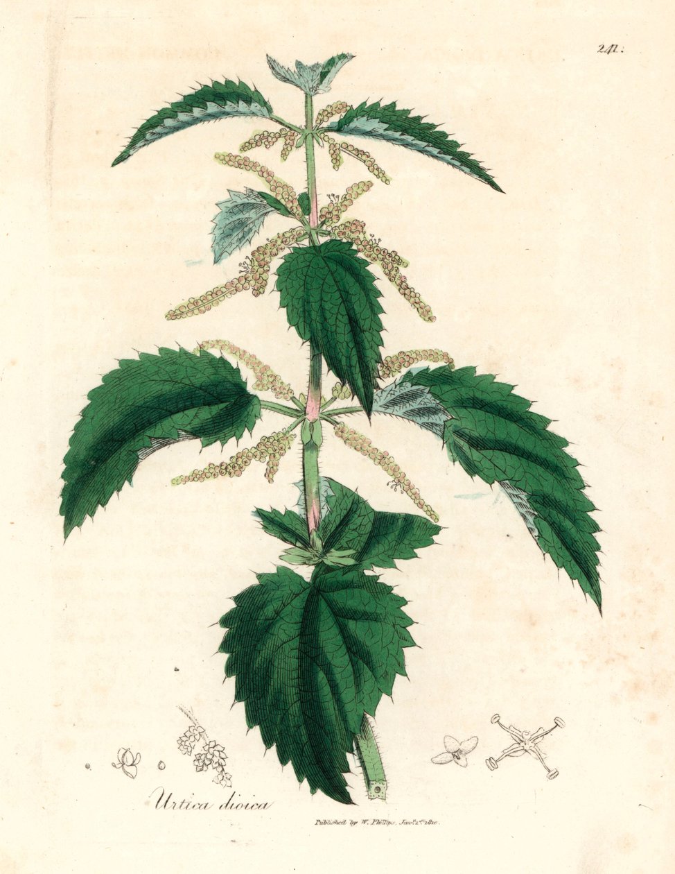 Pokrzywa zwyczajna, Urtica dioica, z ilustracji botanicznej autorstwa Jamesa Sowerby