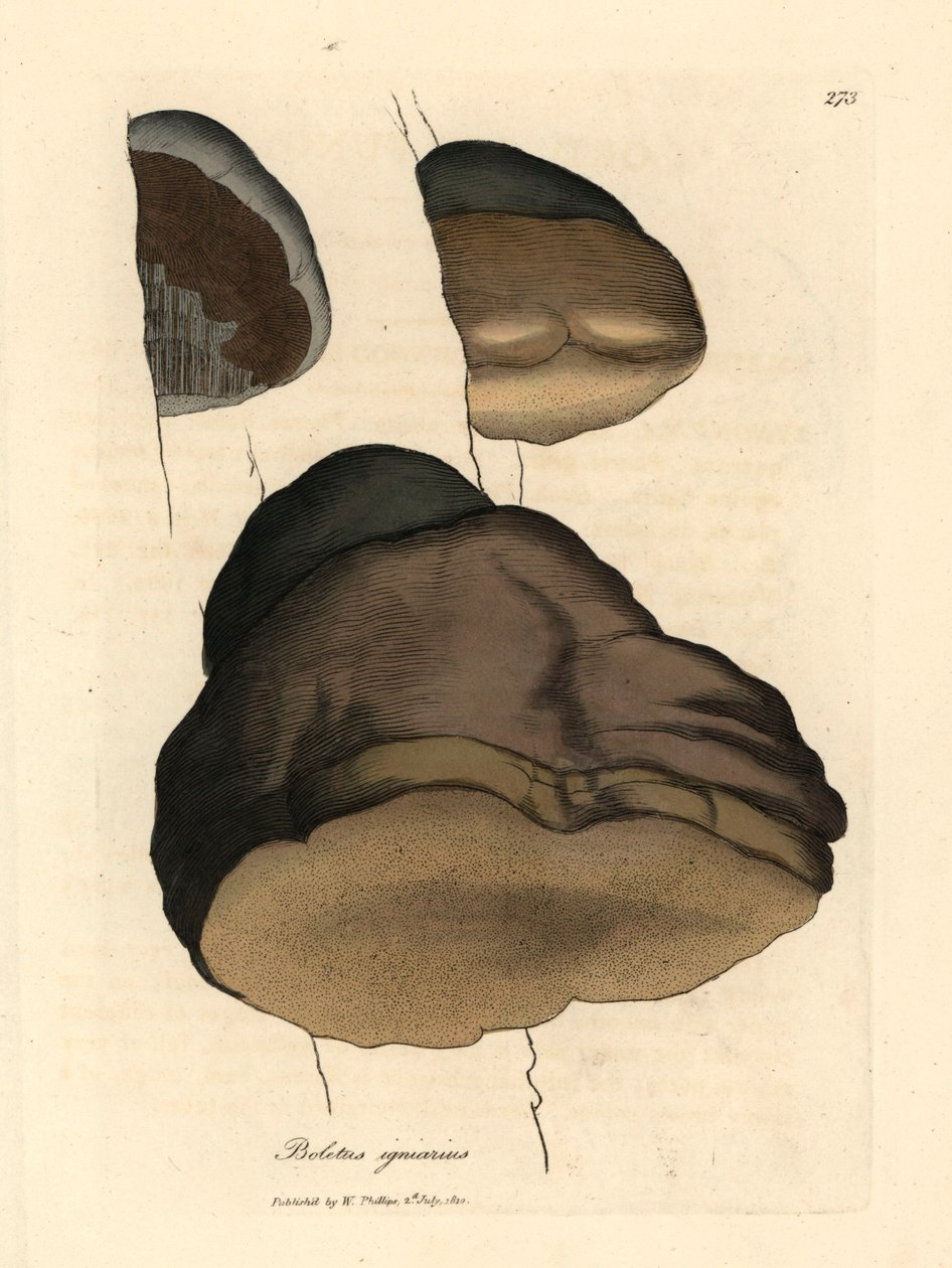 Borowik pachnący, Boletus igniarius, z botanicznej ilustracji autorstwa Jamesa Sowerby