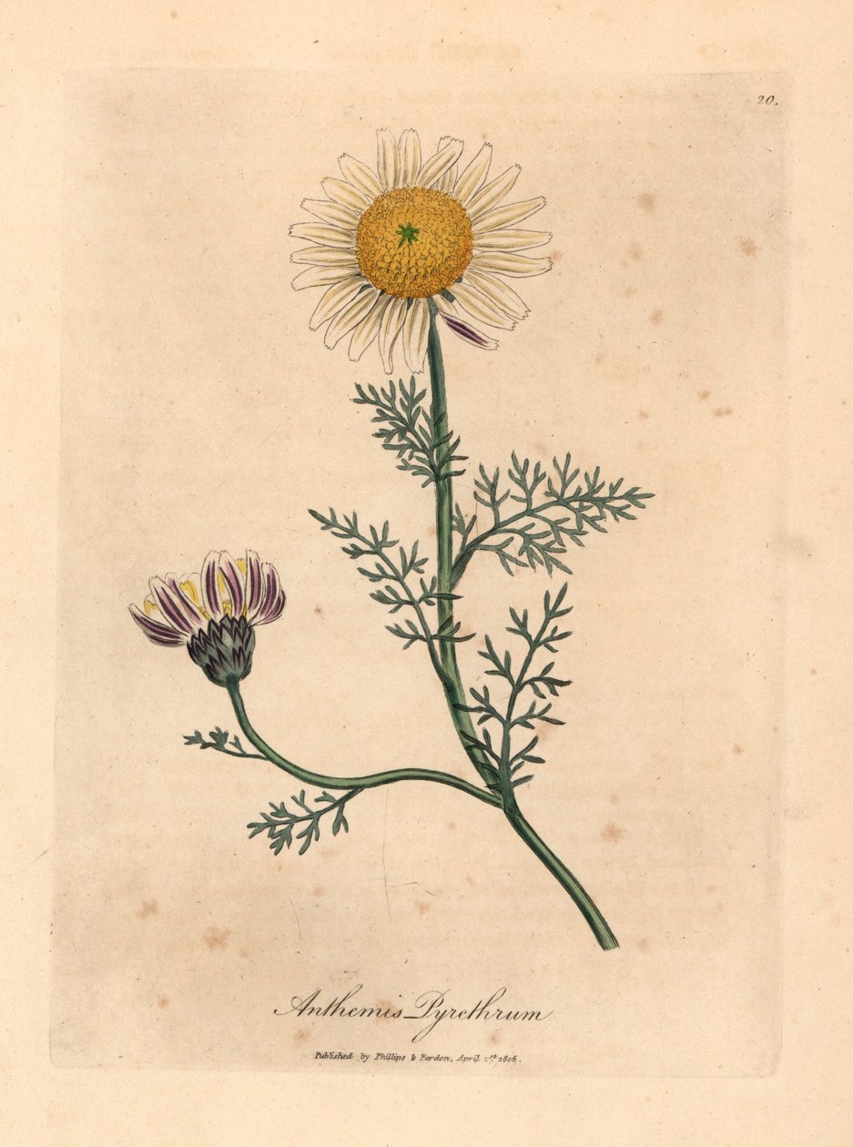 Biało-żółty rumianek hiszpański, Anthemis pyrethrum, z botanicznej ilustracji autorstwa Jamesa Sowerby