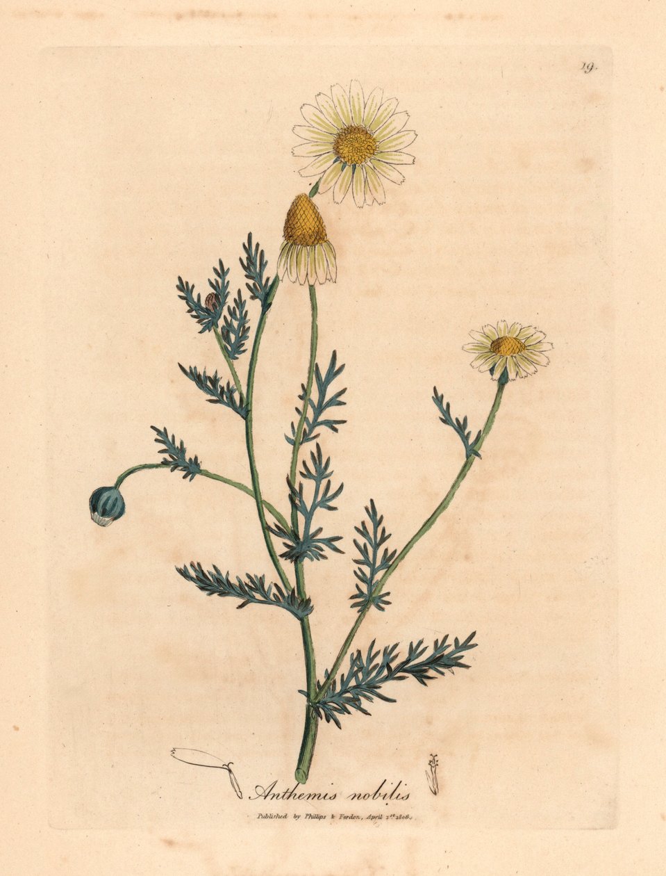 Rumianek o białych i żółtych kwiatach, Anthemis nobilis, z botanicznej ilustracji autorstwa Jamesa Sowerby
