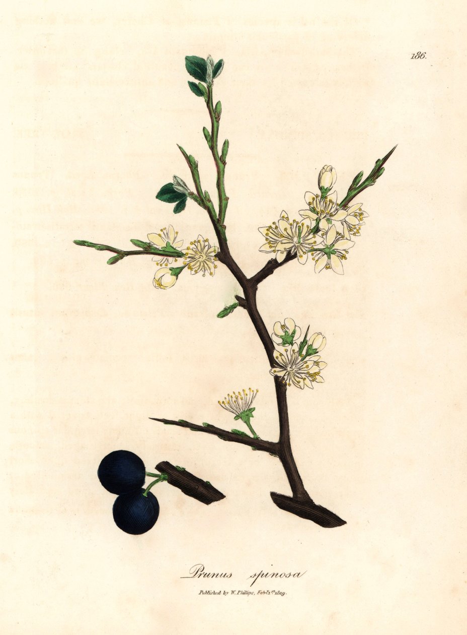 Białe kwiaty i jagody tarniny, Prunus spinosa, z botanicznej ilustracji autorstwa Jamesa Sowerby z William Woodville i Sir William Jackson Hooker