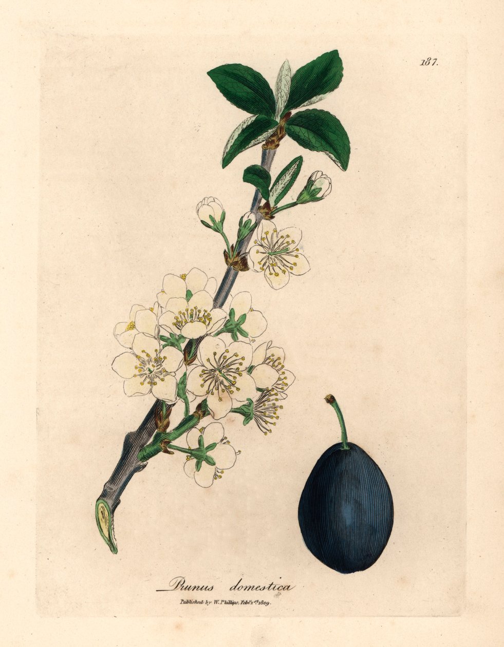 Biały kwiat i owoc śliwki lub śliwki, Prunus domestica, z botanicznej ilustracji Jamesa Sowerby