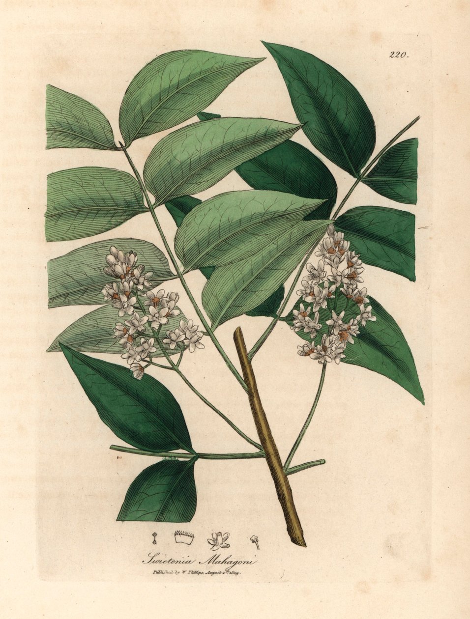 Białe drzewo mahoniowe, Swietenia mahogani, z botanicznej ilustracji Jamesa Sowerby