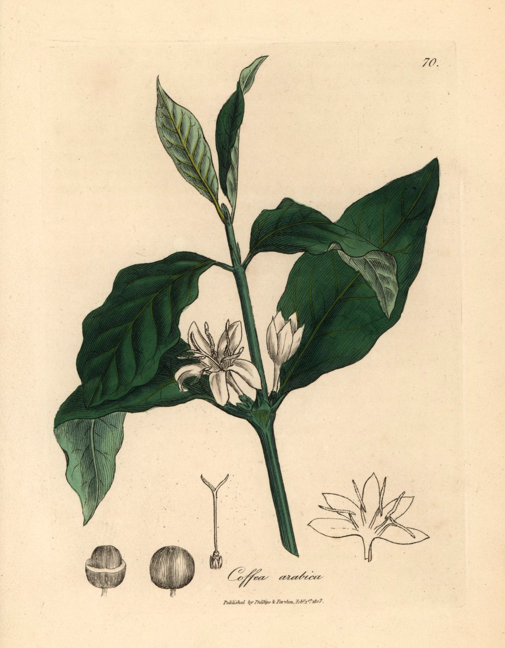 Biały kwiat, liście i ziarno kawowca, Coffea arabica, z botanicznej ilustracji autorstwa Jamesa Sowerby