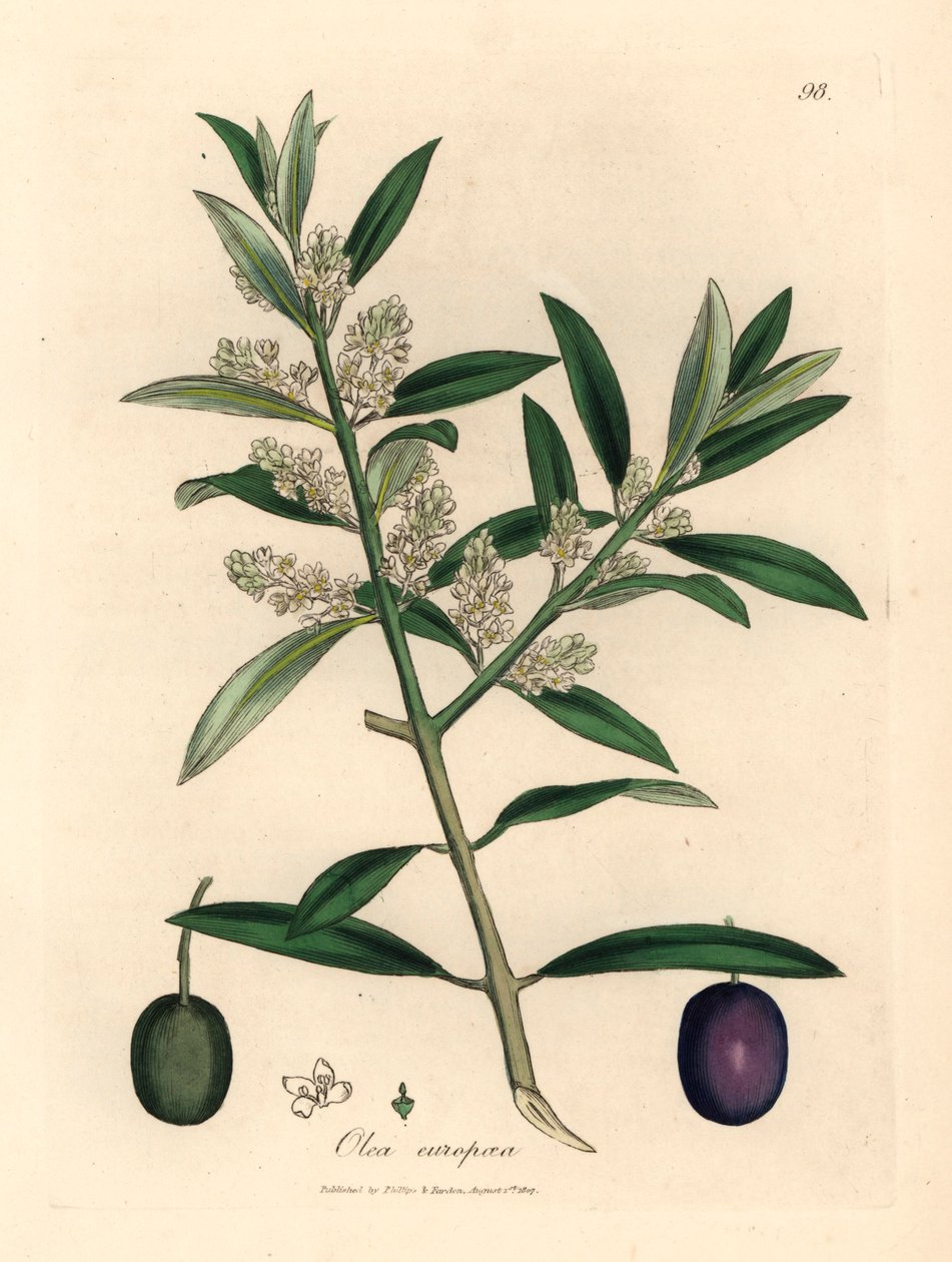 Europejskie drzewo oliwne o białych kwiatach z owocami, Olea europaea, z botanicznej ilustracji autorstwa Jamesa Sowerby
