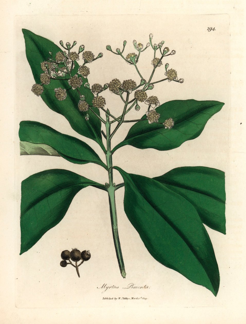 Myrtus pimenta o białych kwiatach, z botanicznej ilustracji autorstwa Jamesa Sowerby