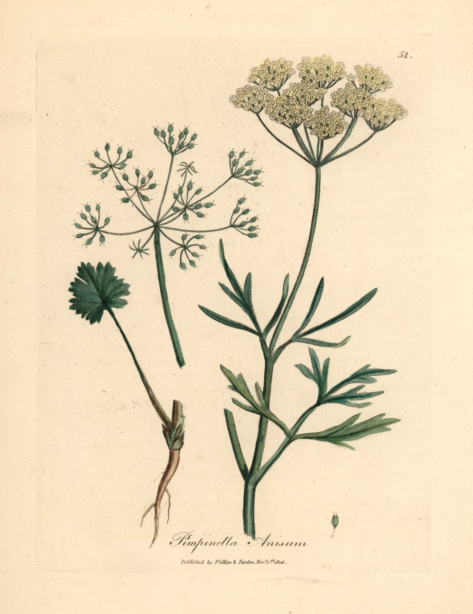 Anyż o białych kwiatach, Pimpinella anisum, z botanicznej ilustracji autorstwa Jamesa Sowerby