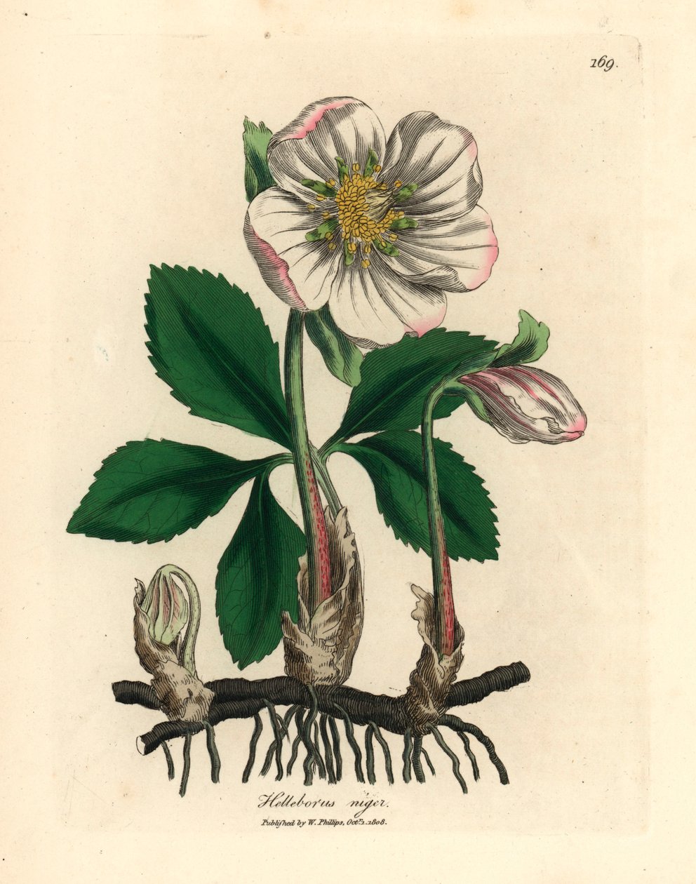 Ciemiężyca o białych kwiatach lub róża bożonarodzeniowa, Helleborus niger, z botanicznej ilustracji autorstwa Jamesa Sowerby
