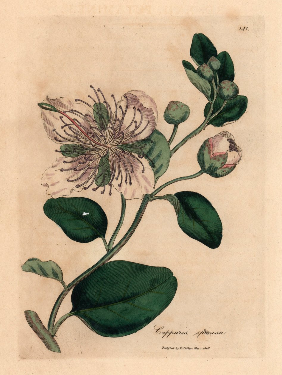 Krzew kaparów białych, Capparis spinosa, z botanicznej ilustracji Jamesa Sowerby