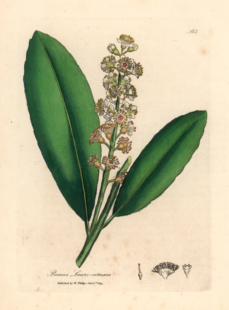 Wiśniowe drzewo laurowe o białych kwiatach, Prunus laurocerasus, z botanicznej ilustracji autorstwa Jamesa Sowerby