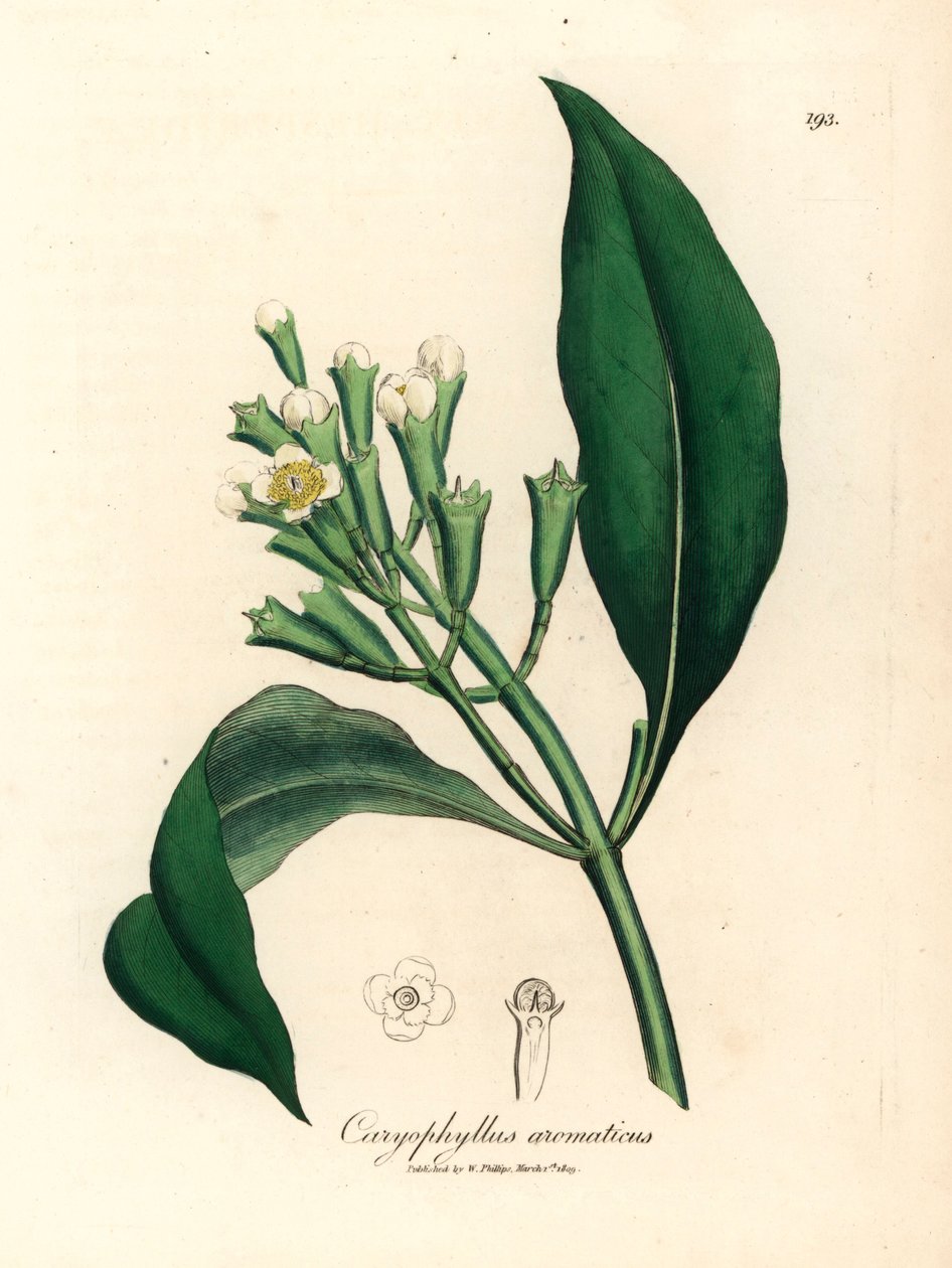 Drzewo przyprawowe o białych kwiatach, Caryophyllus aromatyczny, z botanicznej ilustracji Jamesa Sowerby