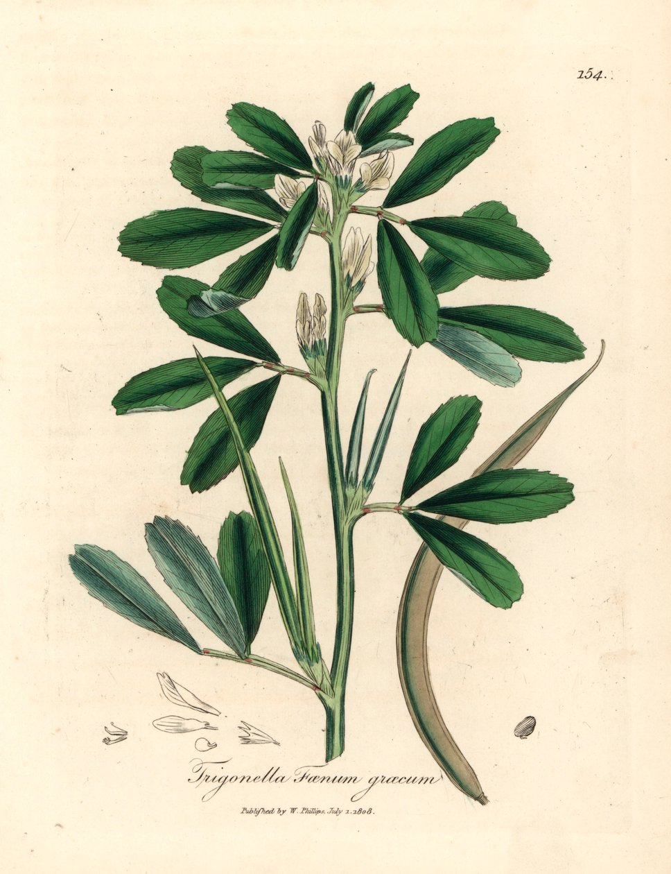 Kozieradka o białych kwiatach i strąkach nasiennych, Trigonella foenum graecum, z botanicznej ilustracji autorstwa Jamesa Sowerby