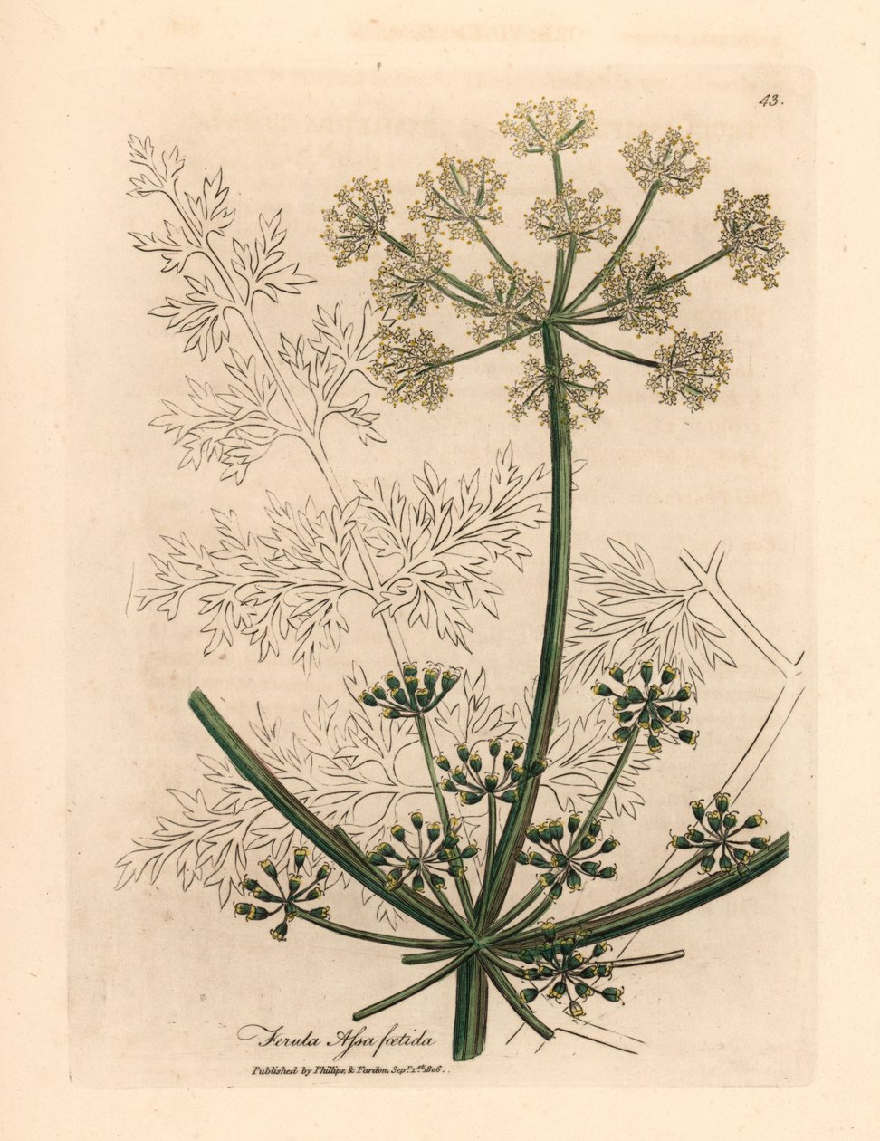 Olbrzymi koper włoski o białych kwiatach lub asafetida, Ferula assafoetida, z botanicznej ilustracji autorstwa Jamesa Sowerby z William Woodville i Sir William Jackson Hooker
