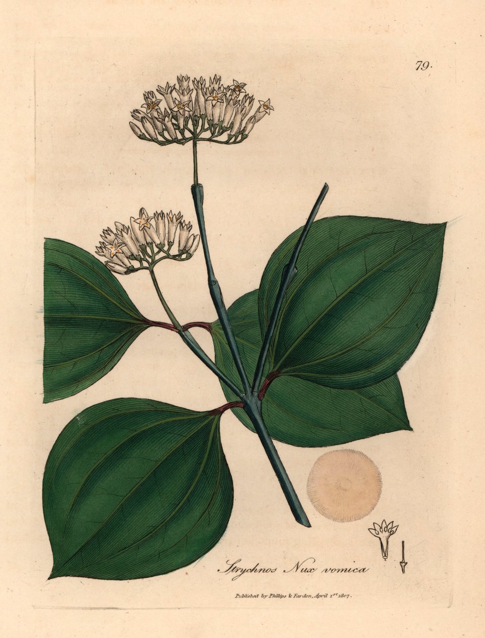 Zatruty orzech o białych kwiatach, Strychnos nux vomica, z botanicznej ilustracji autorstwa Jamesa Sowerby