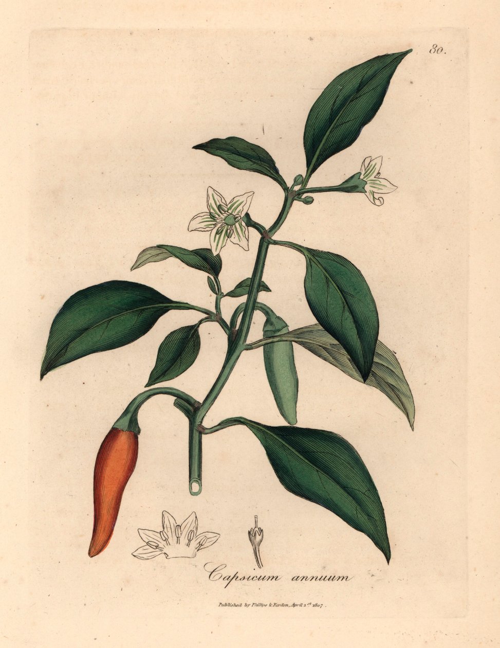 Pieprz morski o białych kwiatach, szkarłatny Capsicum annuum , z botanicznej ilustracji autorstwa Jamesa Sowerby