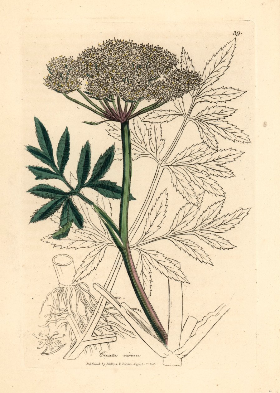 Cykuta wodna o białych kwiatach, Cicuta virosa , z botanicznej ilustracji autorstwa Jamesa Sowerby