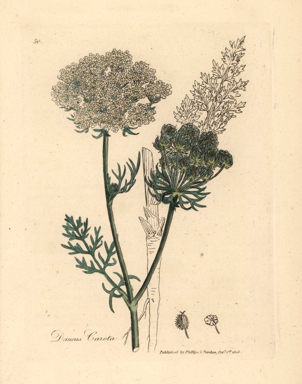 Roślina dzikiej marchwi o białych kwiatach, Daucus carota, z botanicznej ilustracji autorstwa Jamesa Sowerby