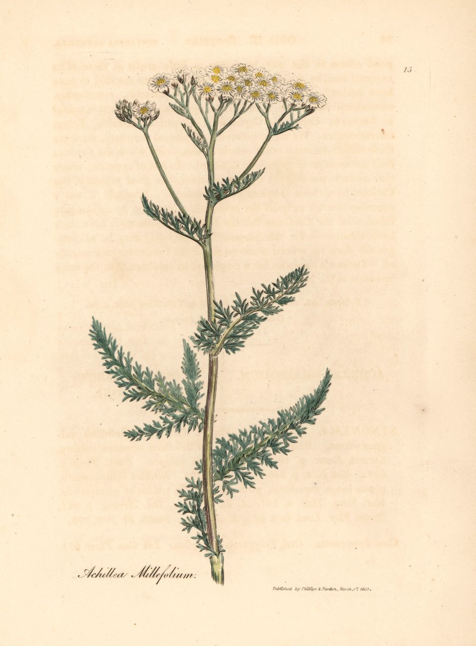 Krwawnik pospolity lub krwawnik pospolity, Achillea millefolium, z botanicznej ilustracji autorstwa Jamesa Sowerby