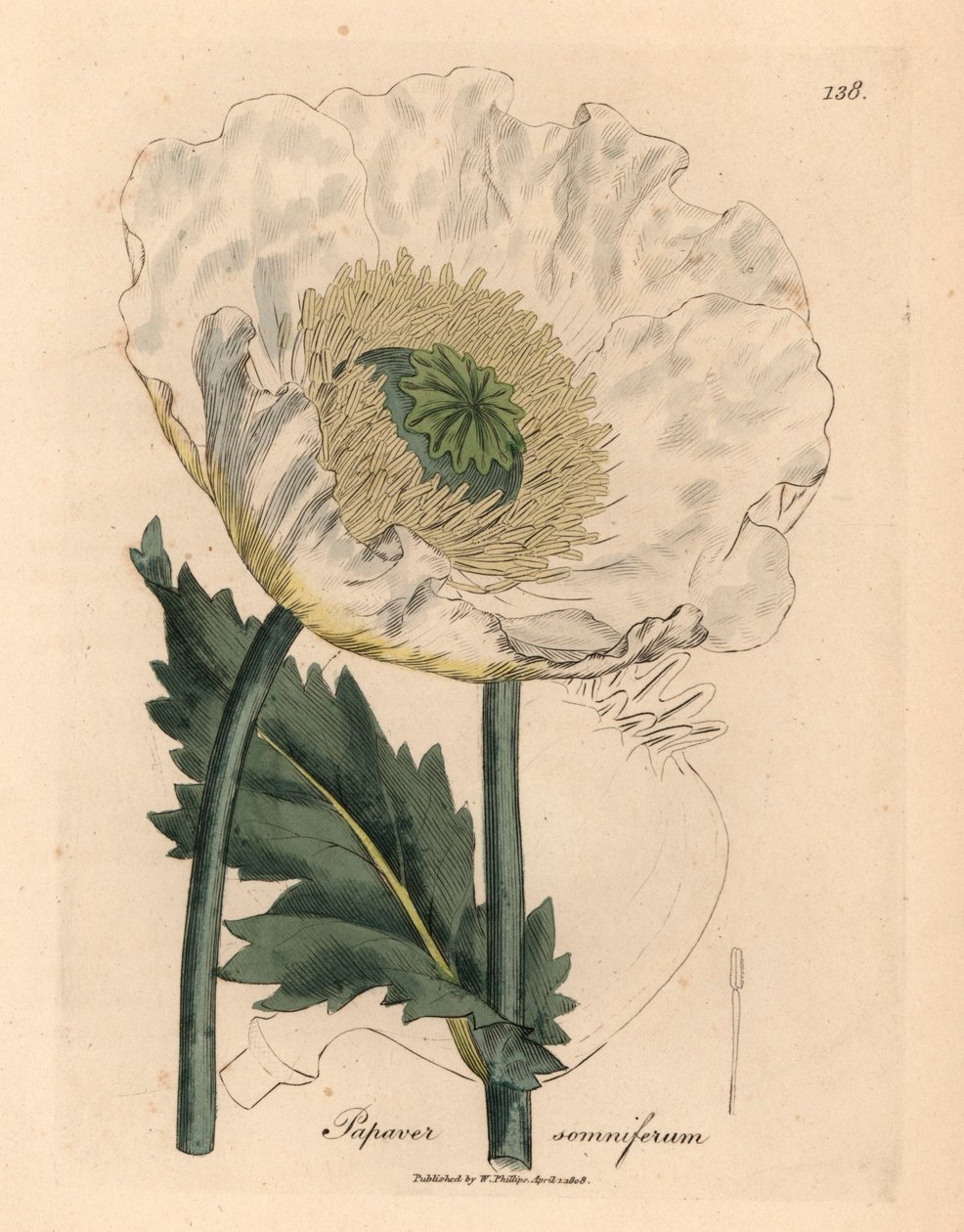 Biały mak, Papaver somniferum, z botanicznej ilustracji Jamesa Sowerby