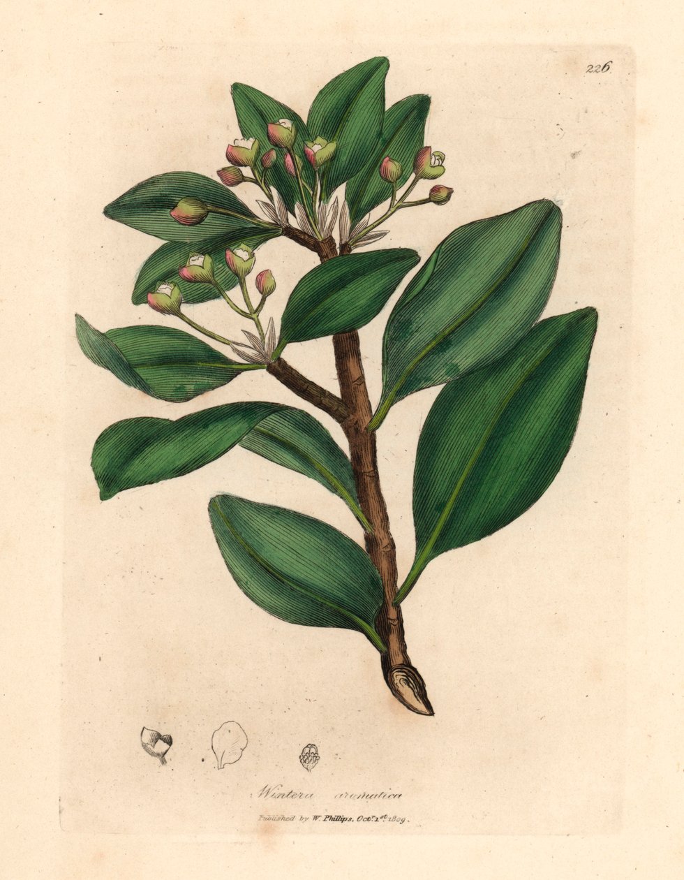 Kora zimowa, Wintera aromatyczna, Drimys winteri, z botanicznej ilustracji Jamesa Sowerby