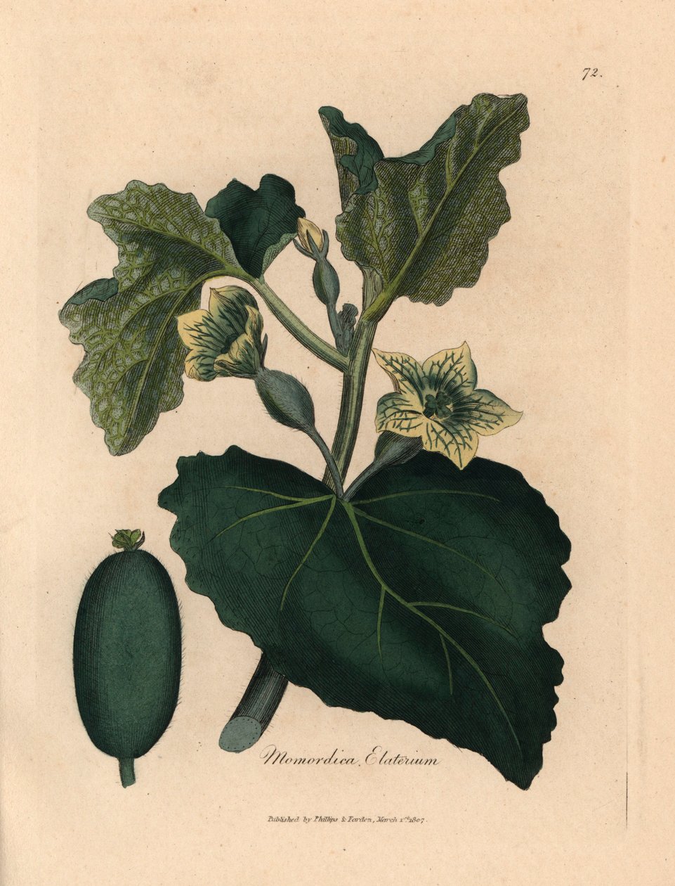 Żółty kwiat, liście i owoc tryskającego ogórka, Momordica elaterium, z botanicznej ilustracji Jamesa Sowerby
