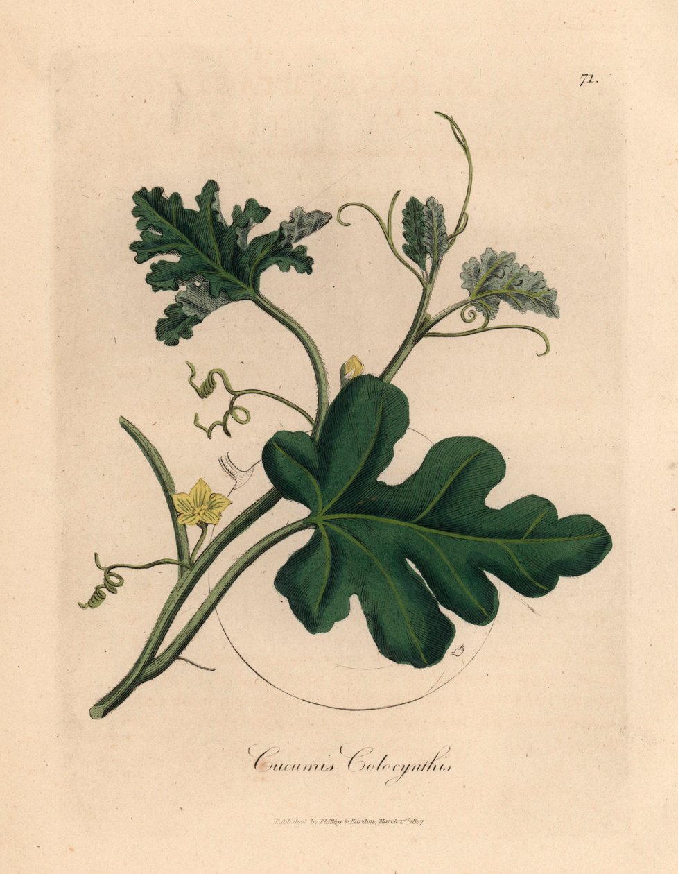 Ogórek gorzki o żółtych kwiatach, Cucumis colocynthis, z botanicznej ilustracji Jamesa Sowerby