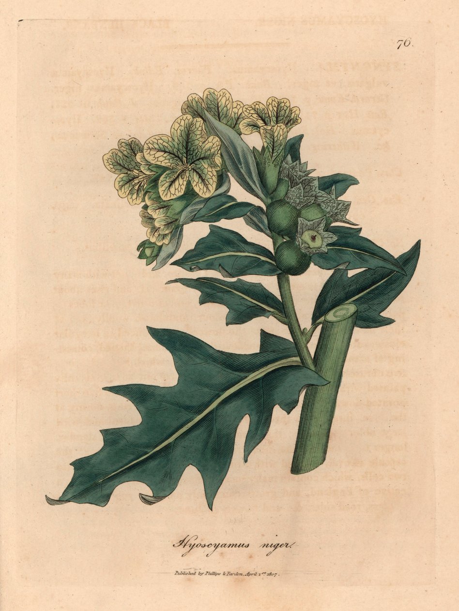 Czarny lulek o żółtych kwiatach, Hyoscyamus niger, z botanicznej ilustracji Jamesa Sowerby