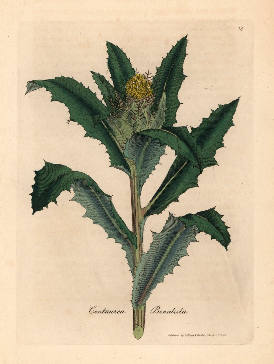 Błogosławiony lub święty oset o żółtych kwiatach, Centaurea benedicta, z botanicznej ilustracji autorstwa Jamesa Sowerby