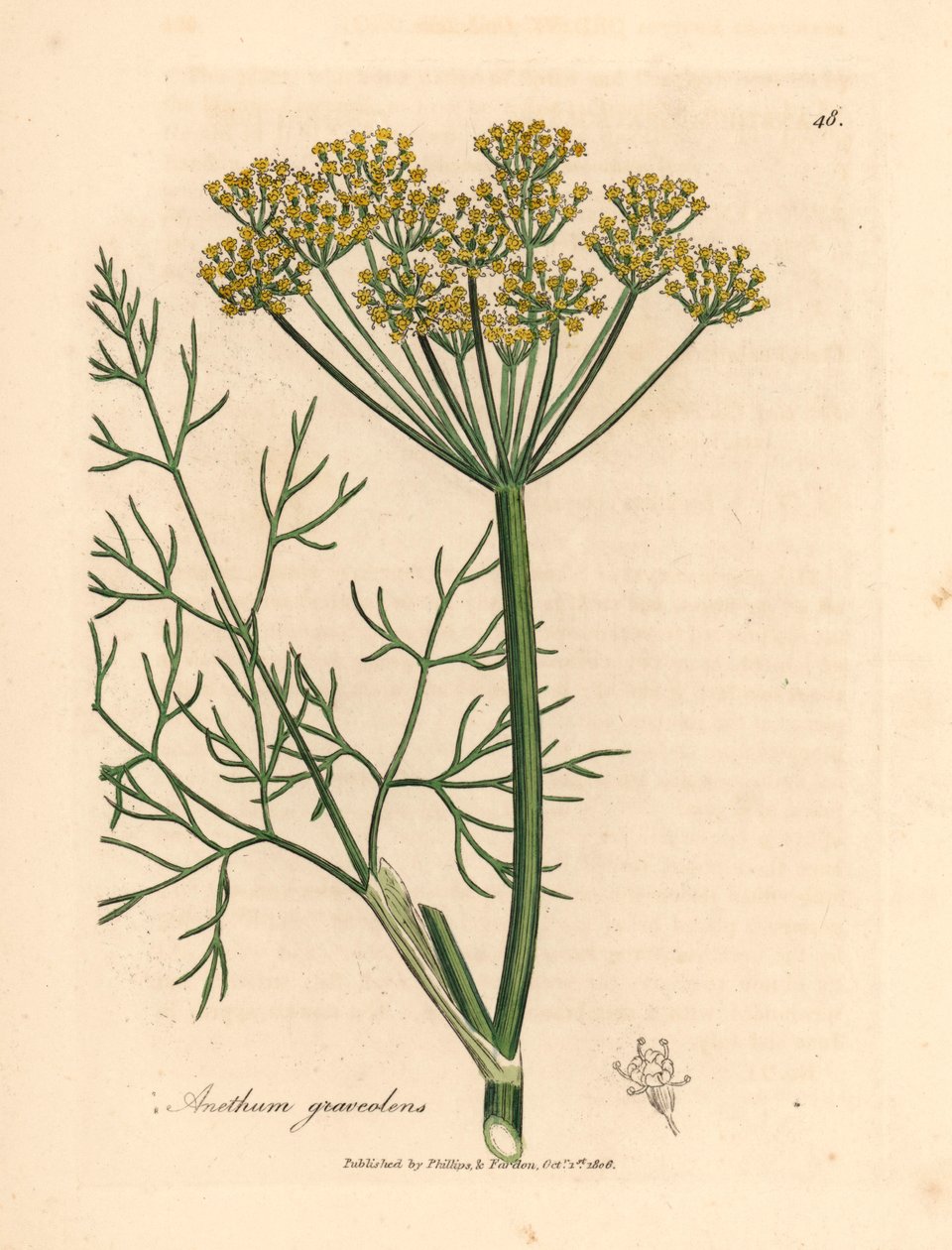 Koperek o żółtych kwiatach, Anethum graveolens, z botanicznej ilustracji Jamesa Sowerby