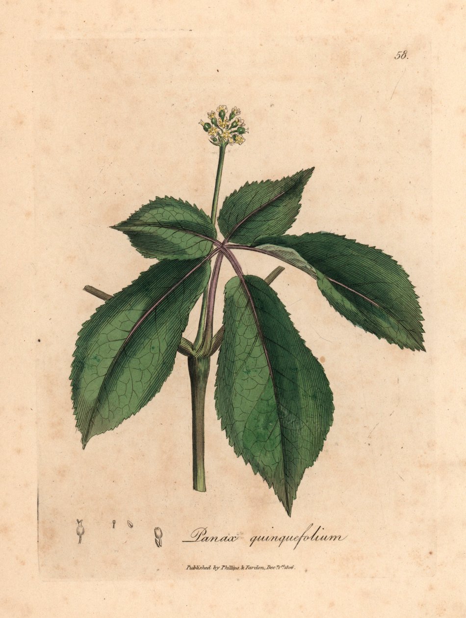 Żeń-szeń o żółtych kwiatach, Panax quinquefolium, z botanicznej ilustracji Jamesa Sowerby