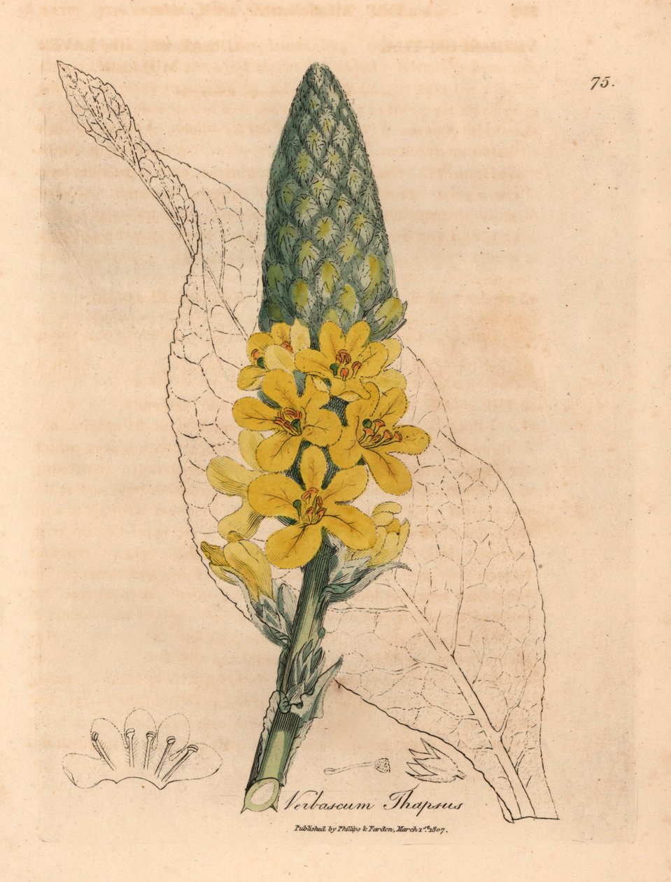 Dziewanna szerokolistna, Verbascum thapsus o żółtych kwiatach, z botanicznej ilustracji autorstwa Jamesa Sowerby