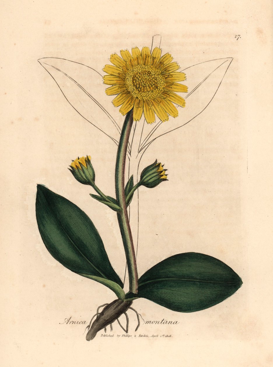 Arnika górska o żółtych kwiatach, Arnica montana, z botanicznej ilustracji autorstwa Jamesa Sowerby