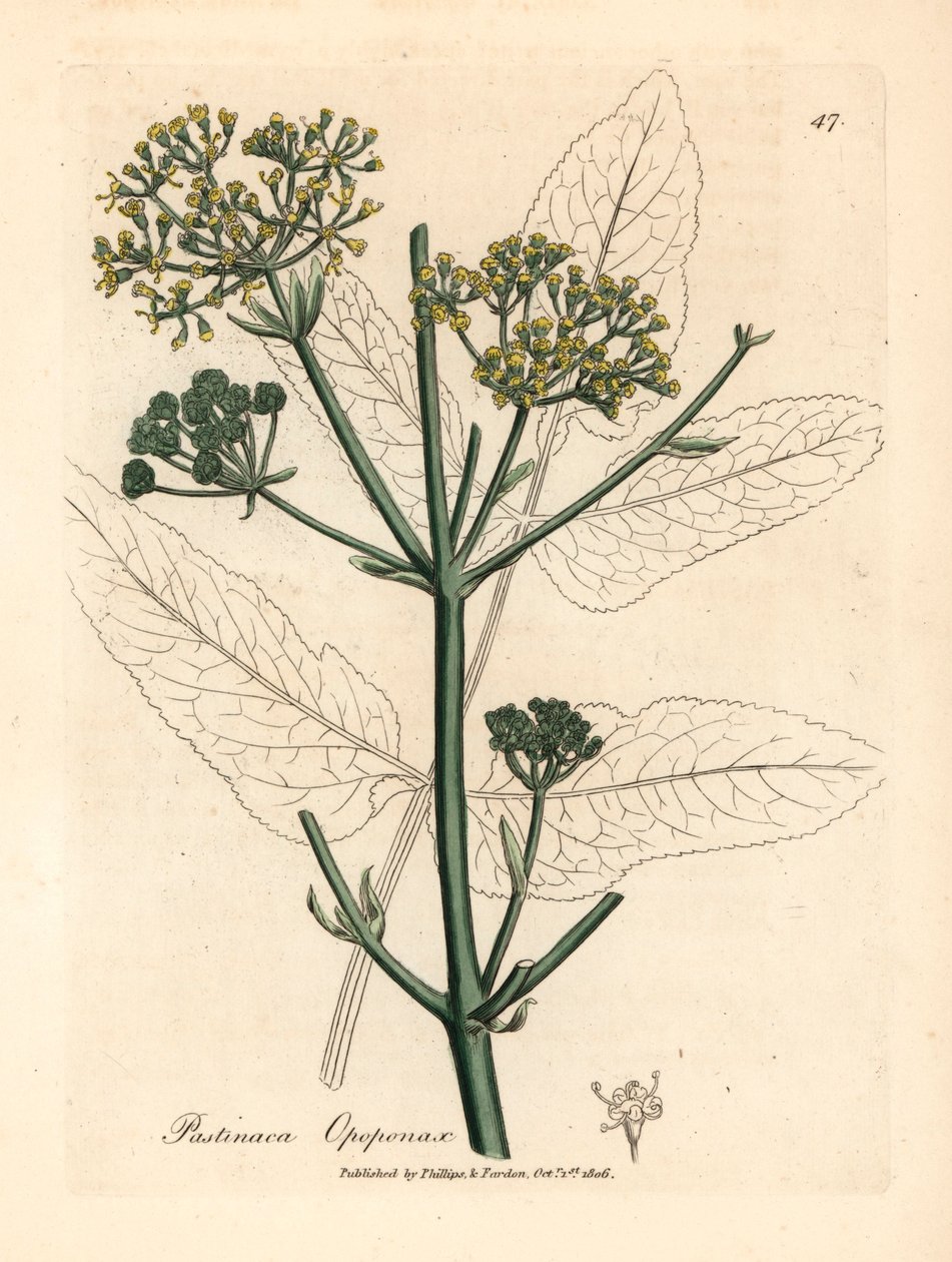 Opopanaks o żółtych kwiatach lub pasternak pospolity, Pastinaca opopanax, z botanicznej ilustracji autorstwa Jamesa Sowerby