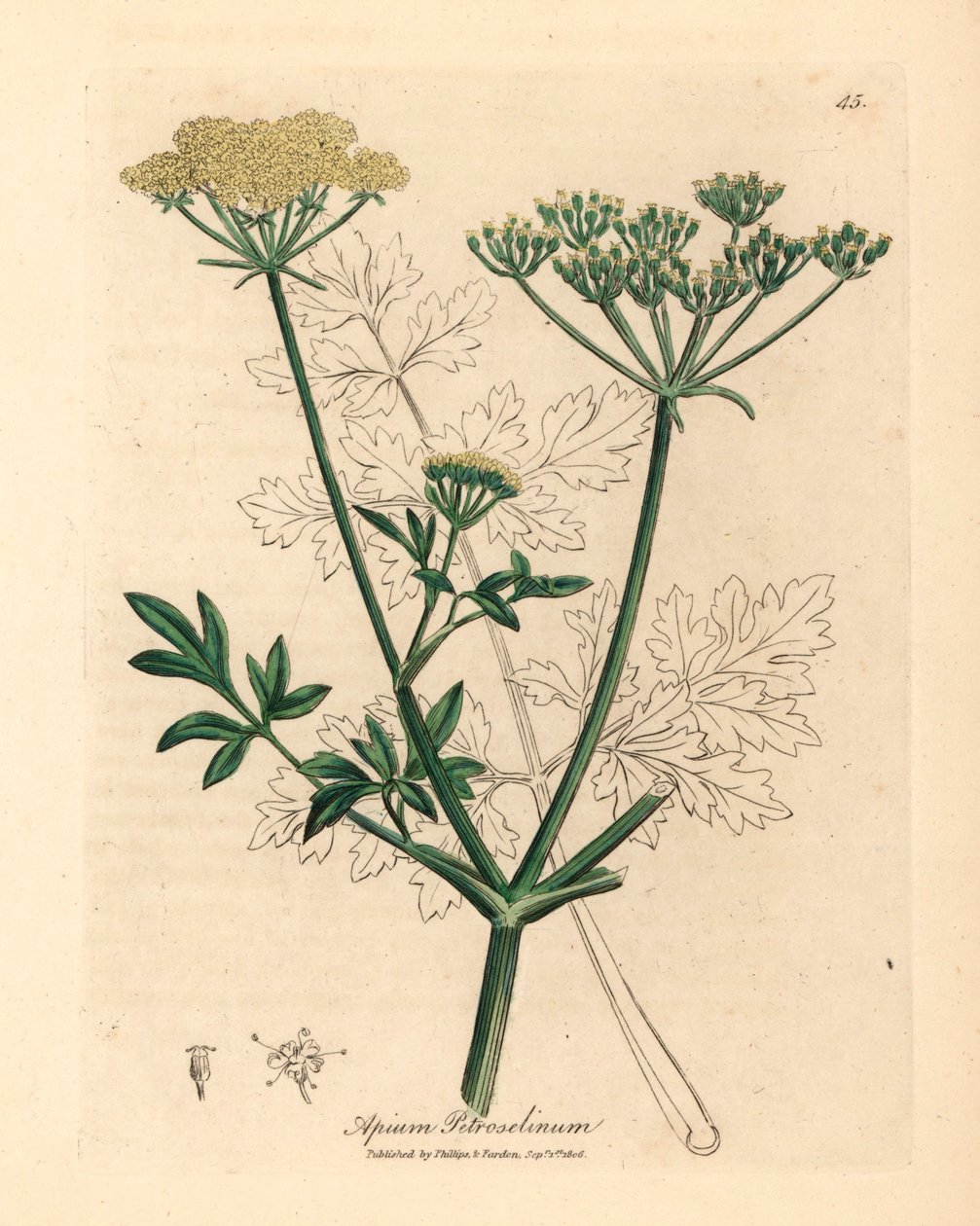 Natka pietruszki o żółtych kwiatach, Apium petroselinum, z botanicznej ilustracji autorstwa Jamesa Sowerby